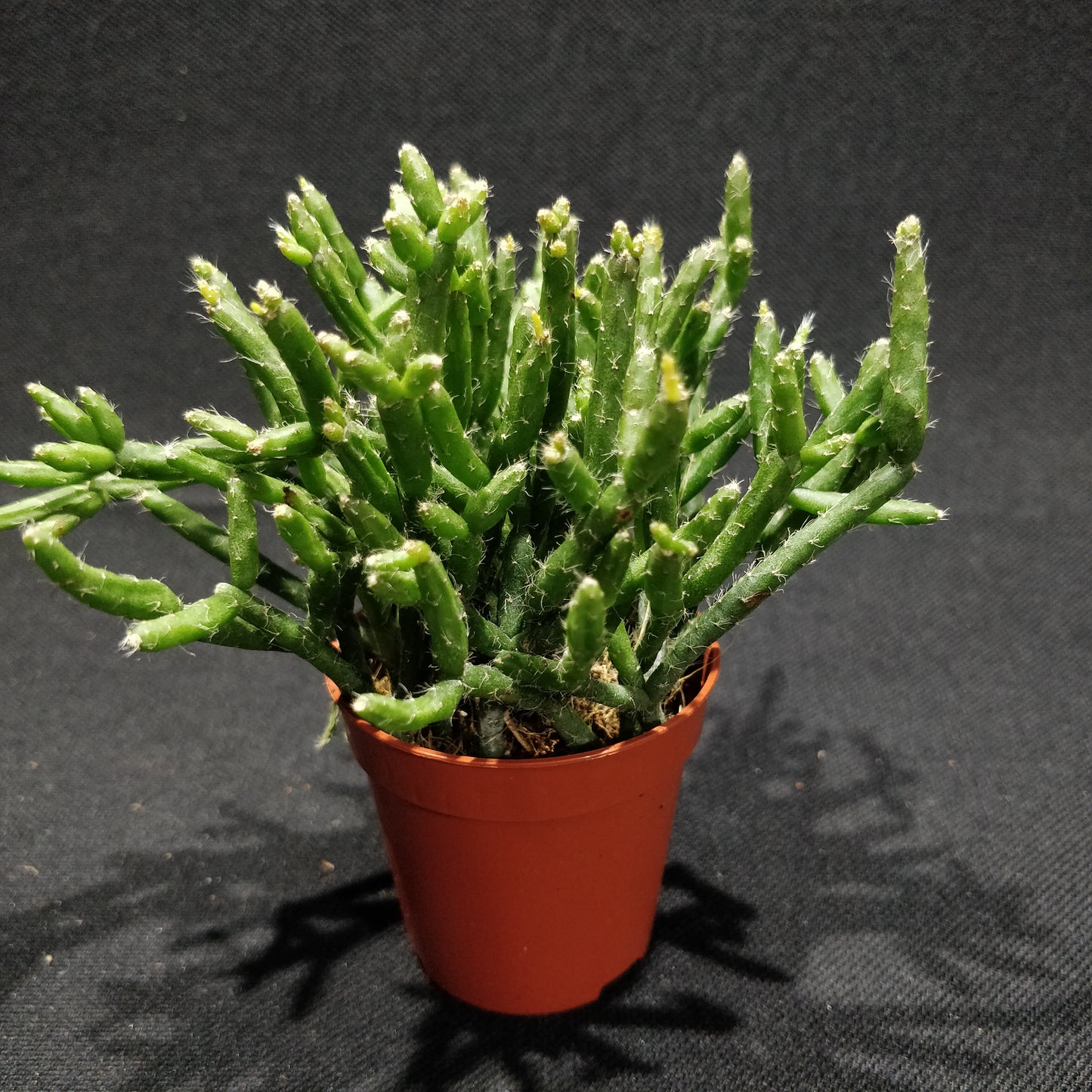 Rhipsalis Mixed