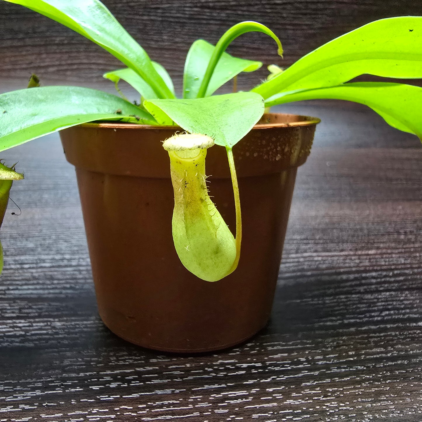 Nepenthes Alata - Pitcher Plant
