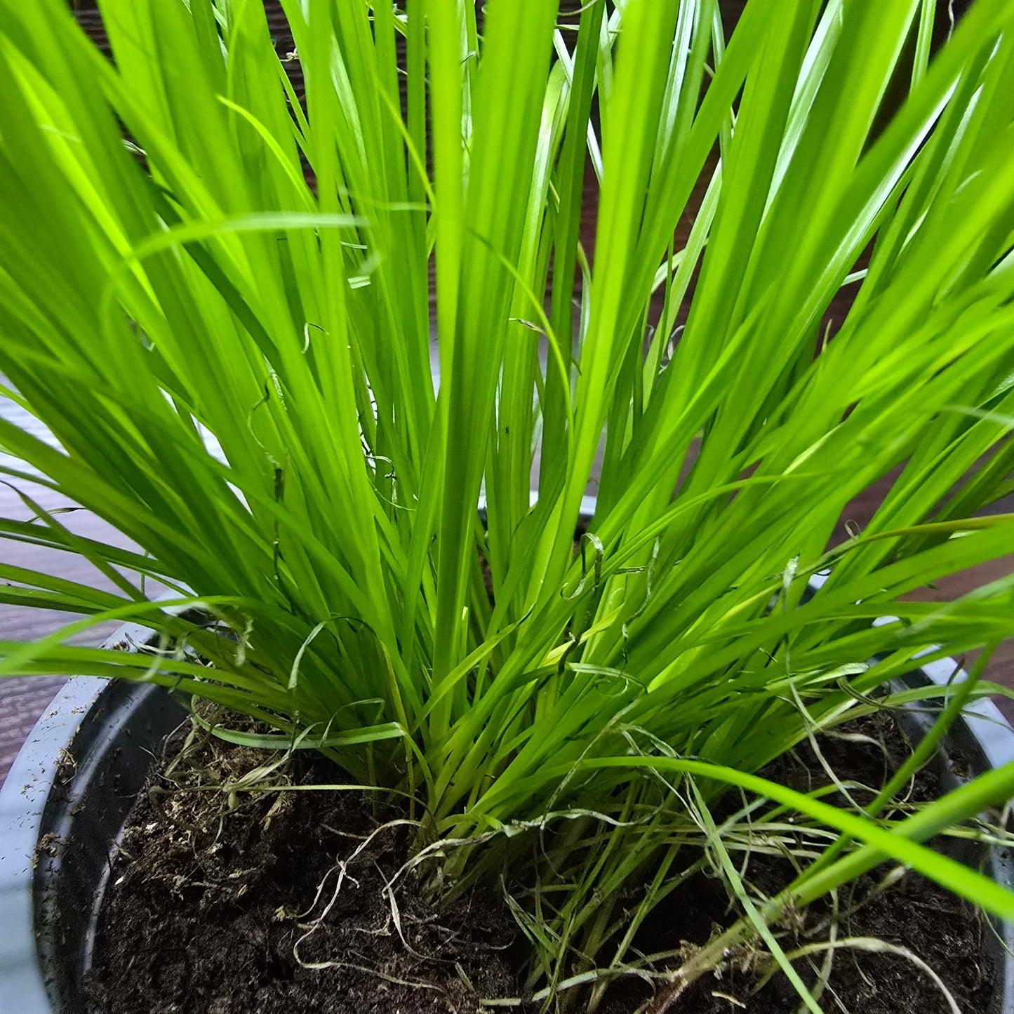Cat Grass - Cyperus Alternifolius 'Zumula'