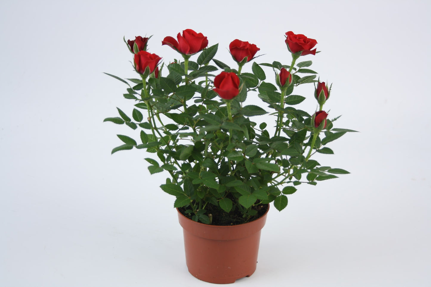 Rose Bush