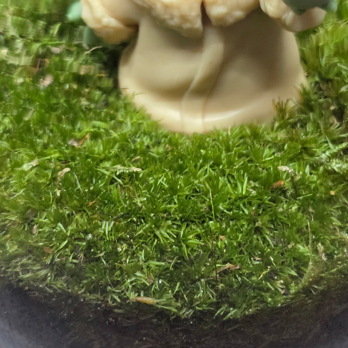Nature Scape - NS119