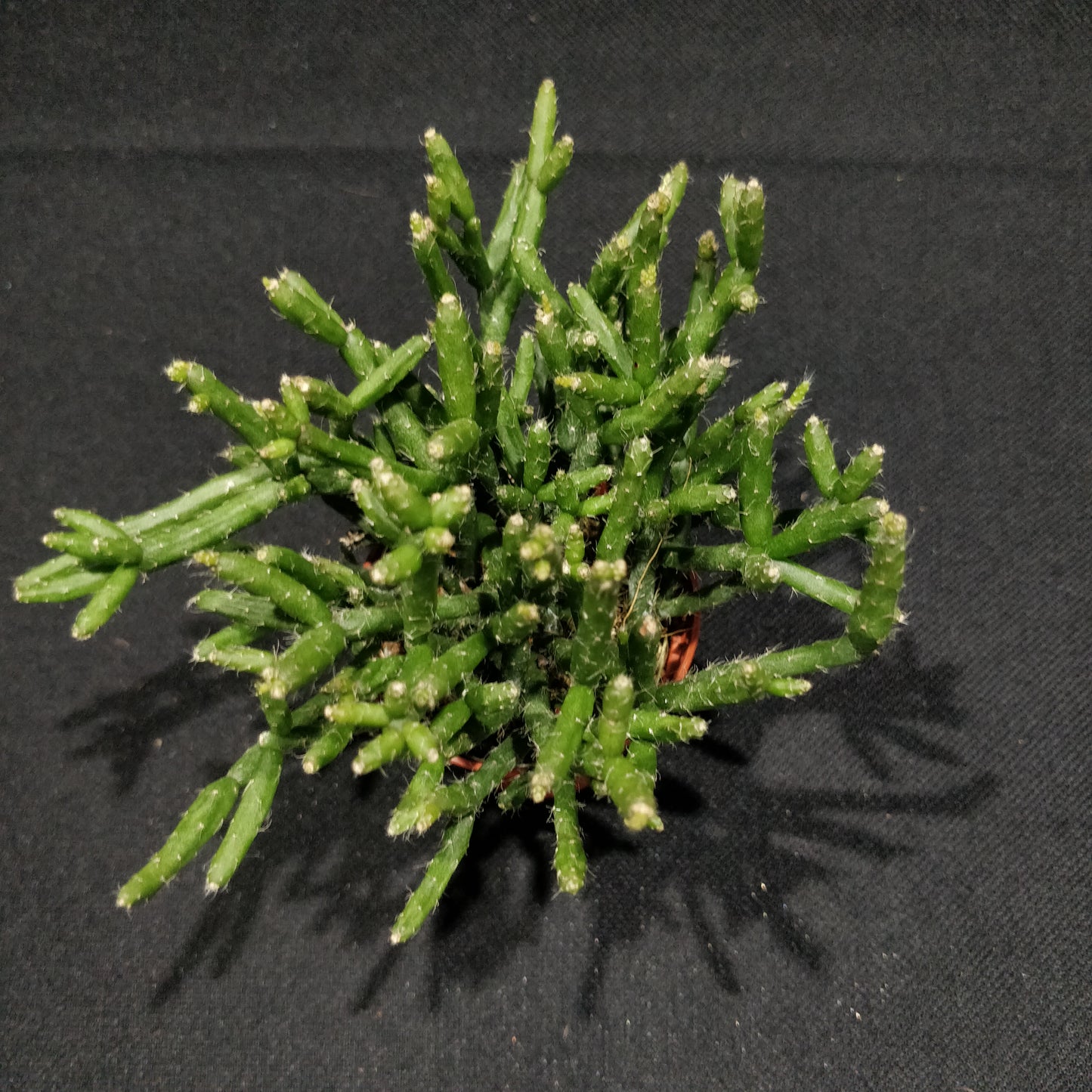 Rhipsalis Mixed