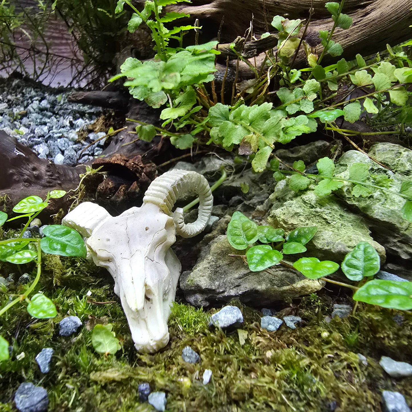 Nature Scape - NS117