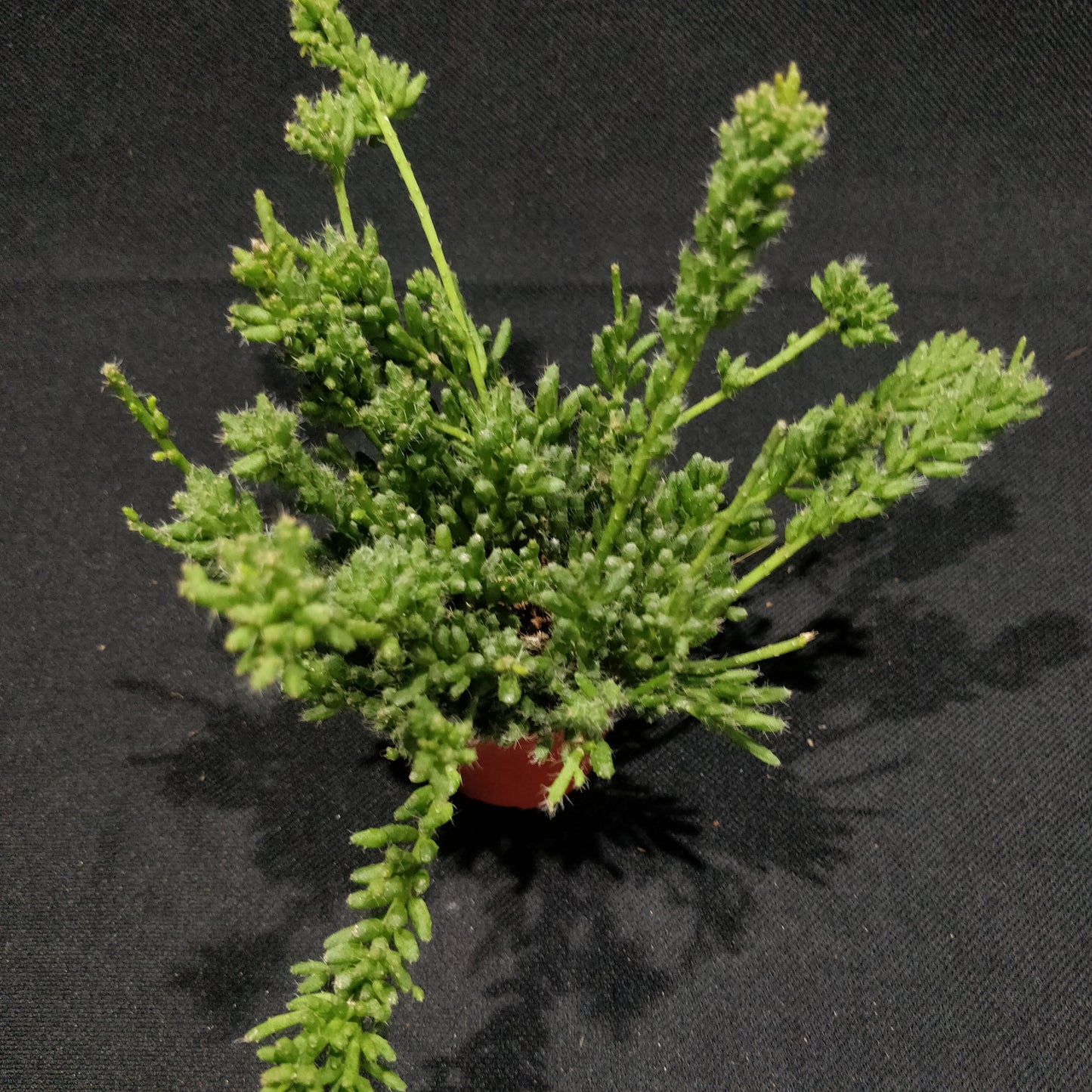 Rhipsalis Mixed