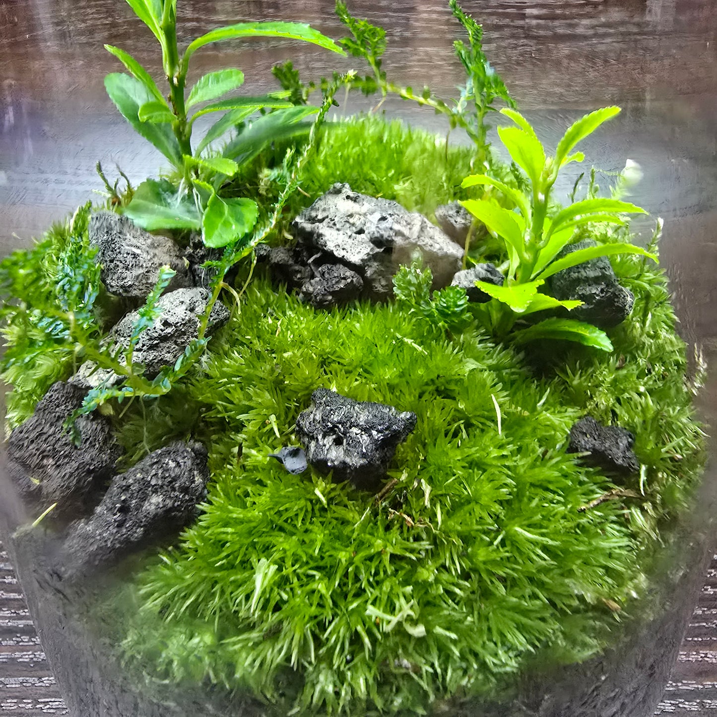 Nature Scape - NS118