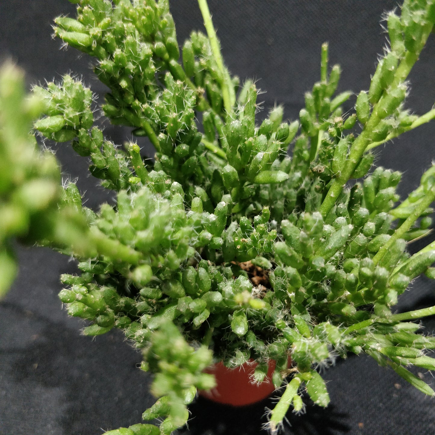 Rhipsalis Mixed