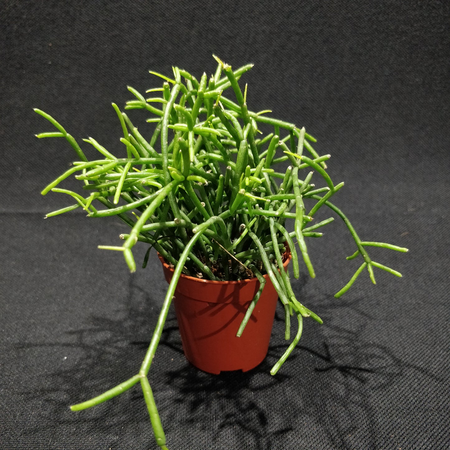 Rhipsalis Mixed