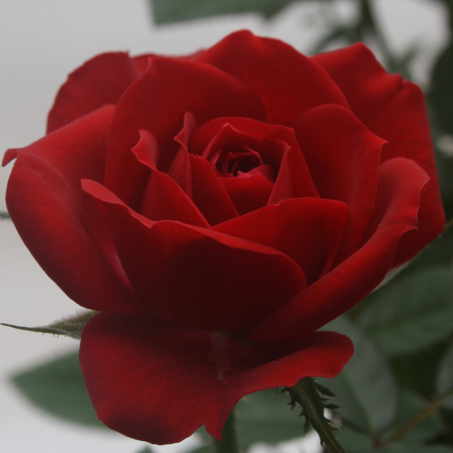 Rose Bush