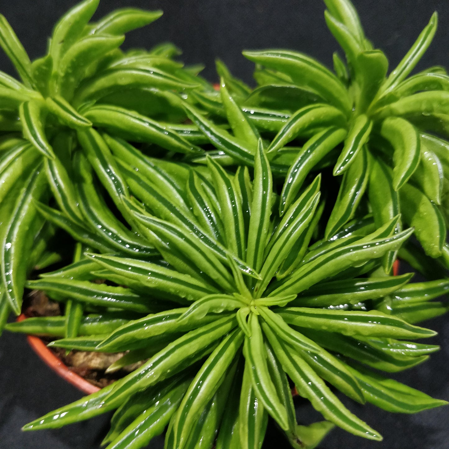 Peperomia Happy-bean
