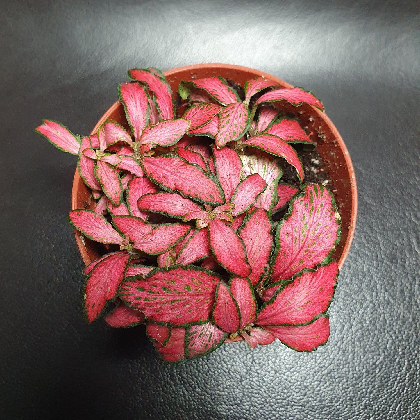 Fittonia - Nerve Plant