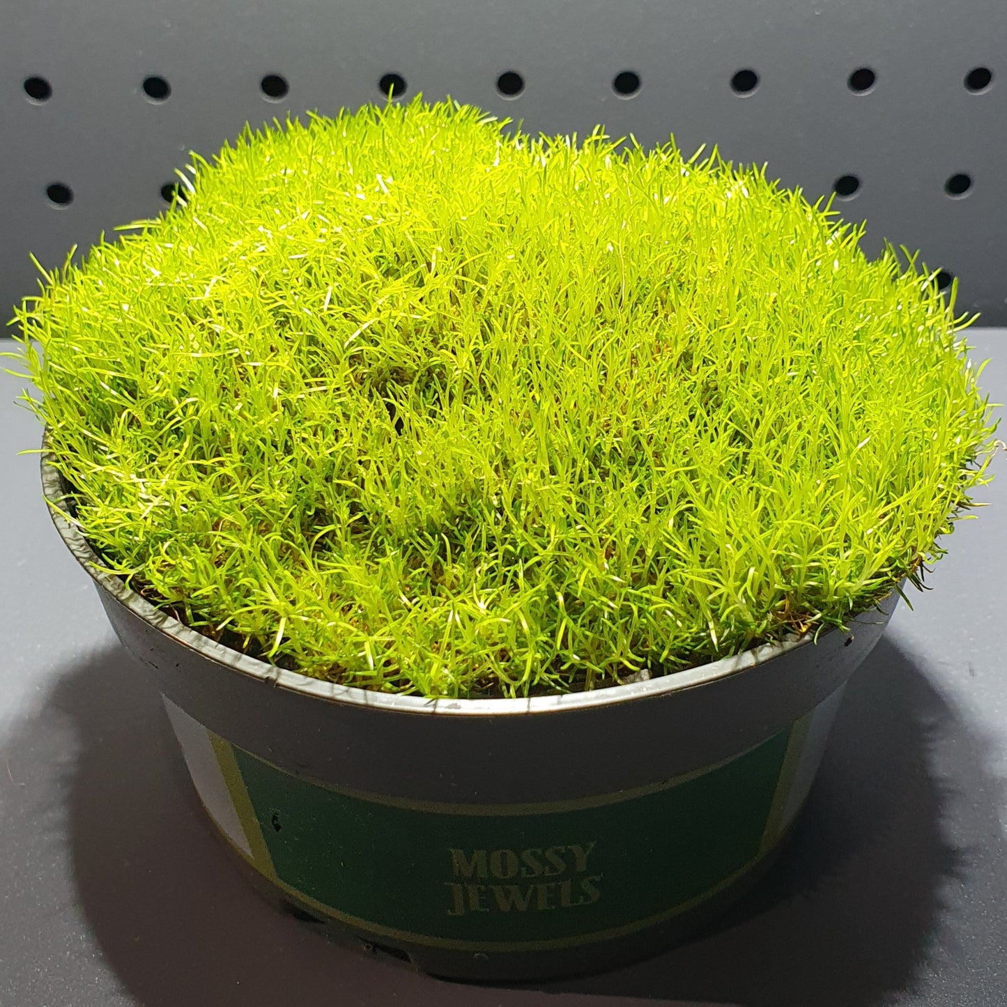 Sagina Sabulata - Health Pearlwort / Irish Moss / Pearlwort