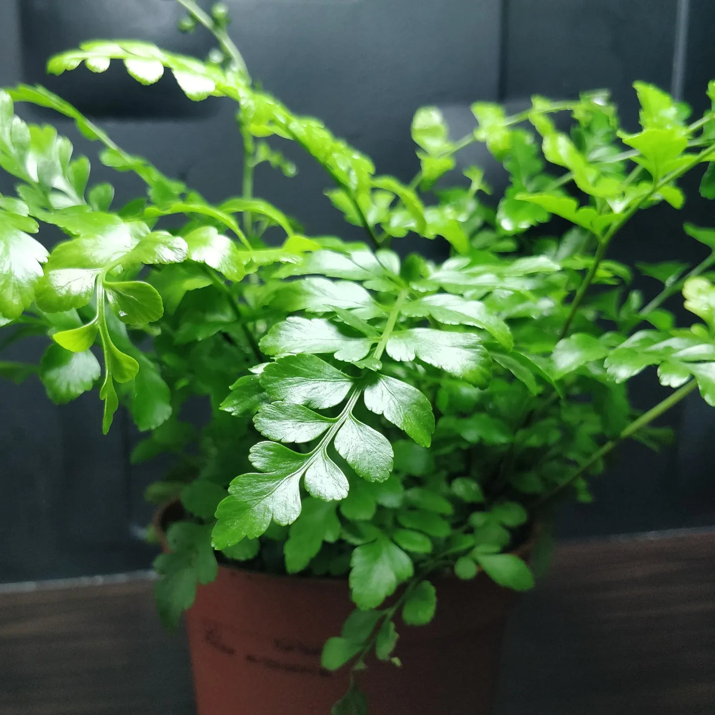 Asplenium Parvati - Mother Fern