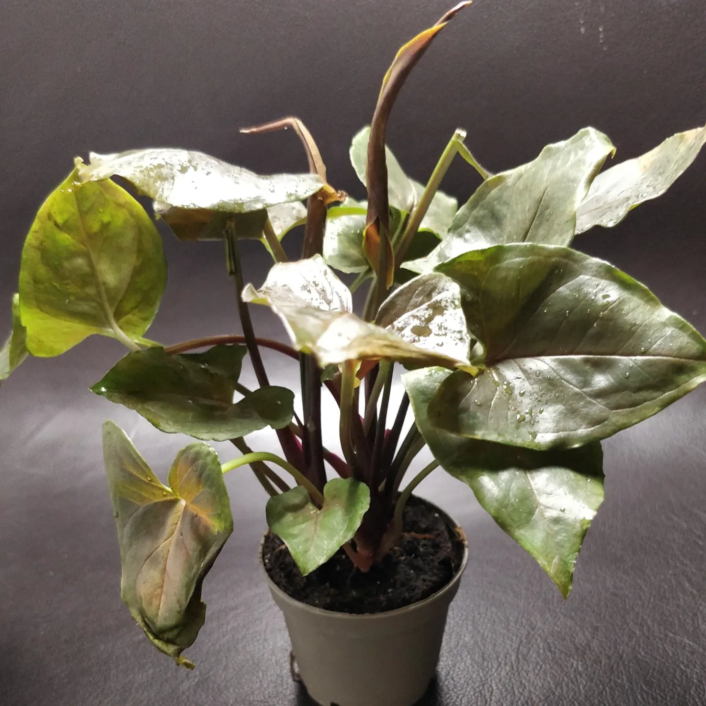 Syngonium