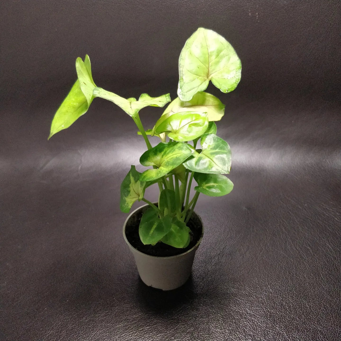 Syngonium