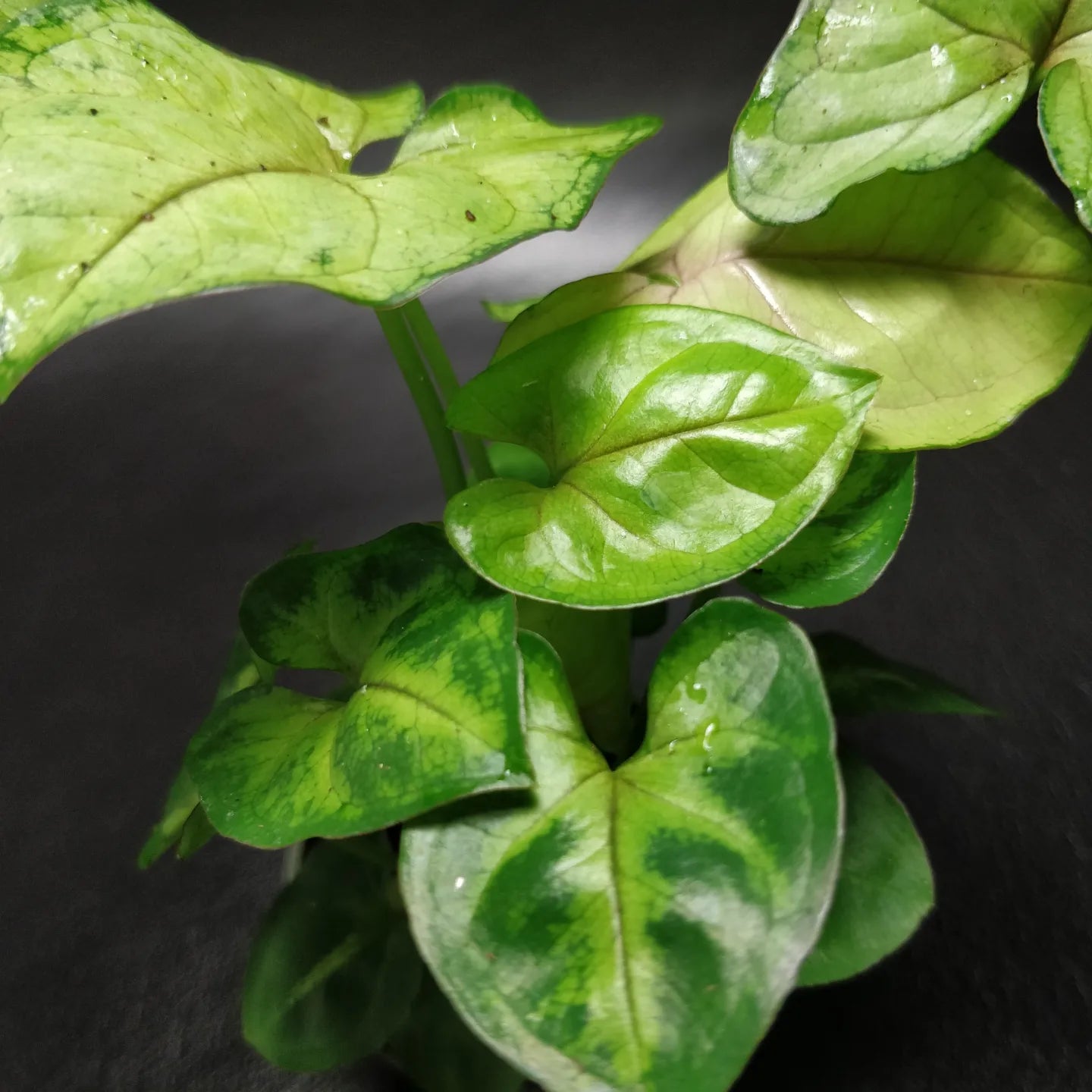 Syngonium