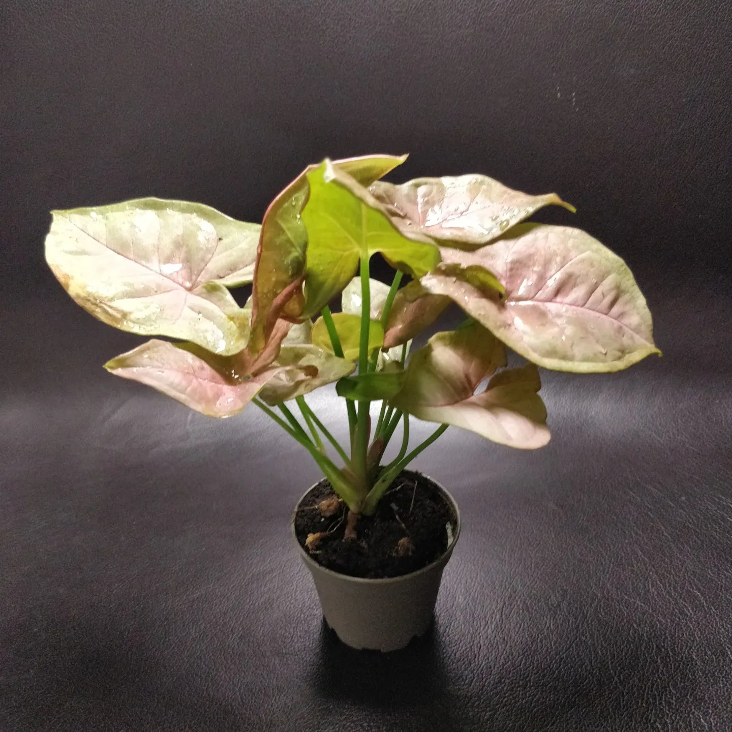 Syngonium