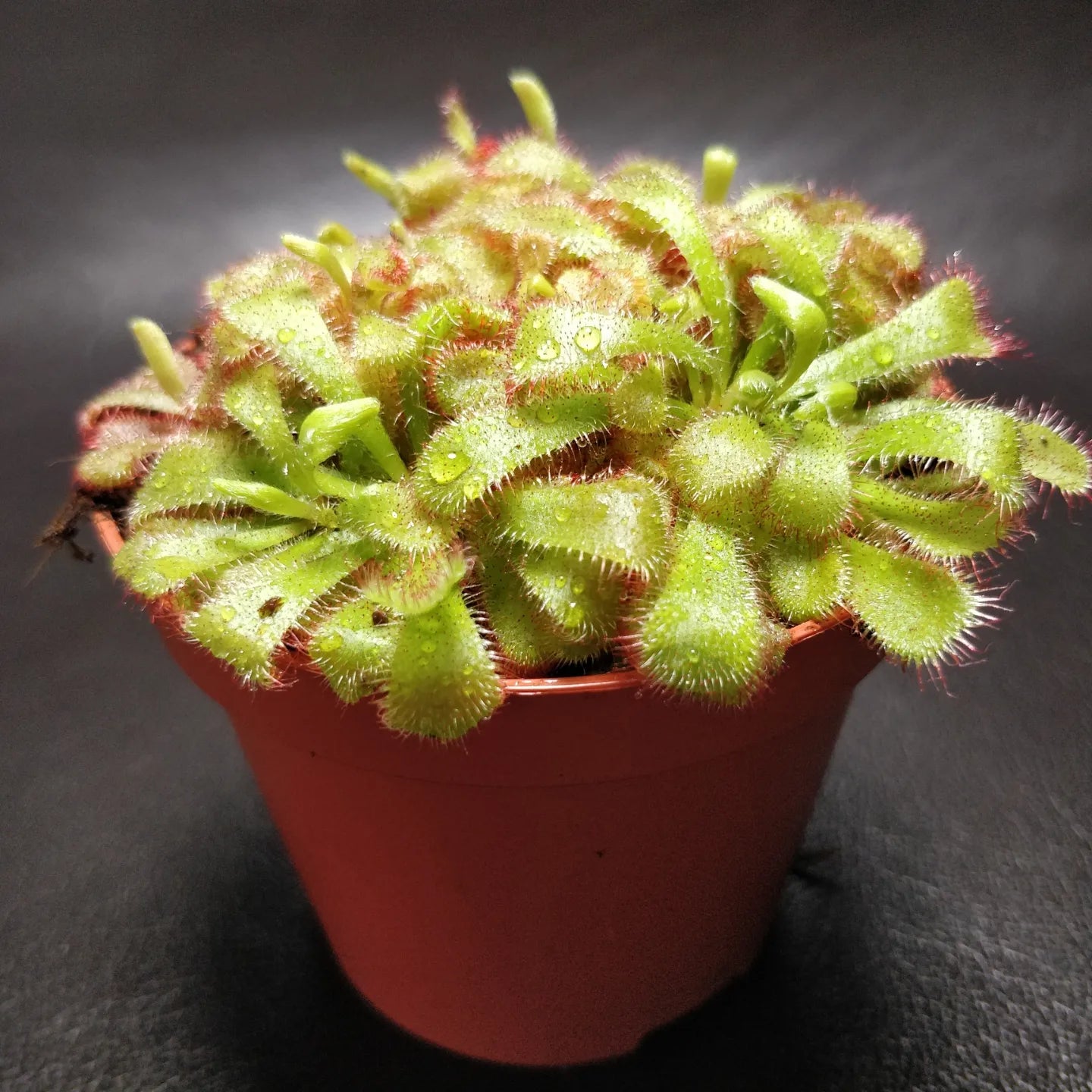 Alice Sundew - Drosera Aliciae