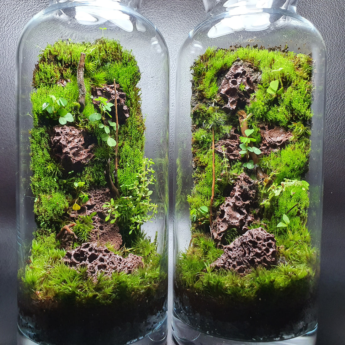 Closed Terrarium Care Guide: Tips for Maintaining a Healthy Miniature –  Dheli