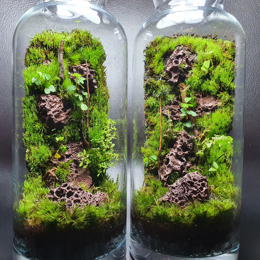 Closed Terrarium Care Guide: Tips for Maintaining a Healthy Miniature Ecosystem