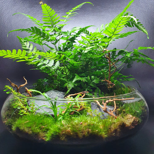 Care Guide for Open Tropical Terrariums: Tips for Thriving Miniature Rainforests