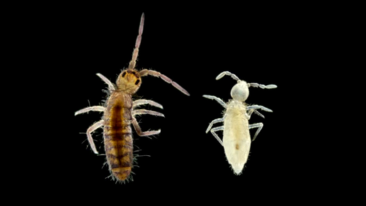 Springtails: The Tiny Insects with a Big Role in Ecosystems