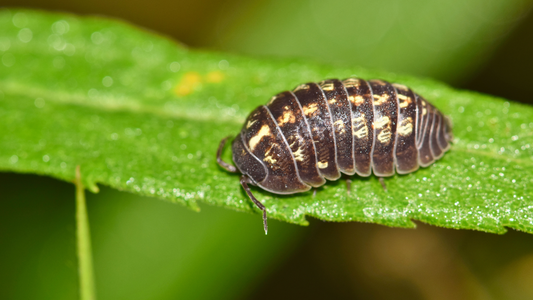 Isopods: The Fascinating Pill Bugs and How to Care for Them