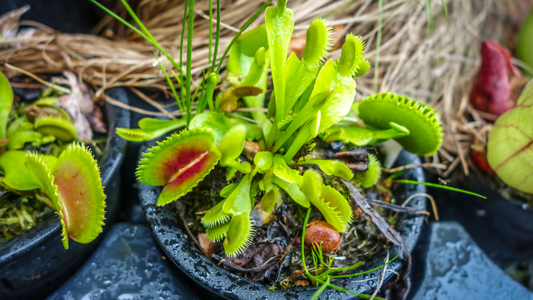 Carnivorous Plants: The Meat-Eaters of the Plant World