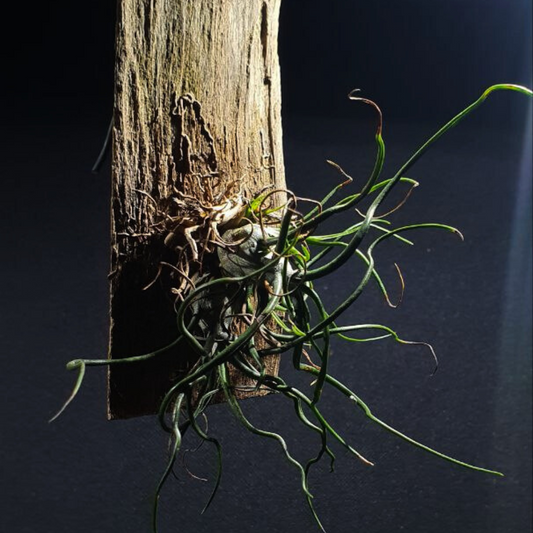 Tillandsia Bulbosa - Air plant