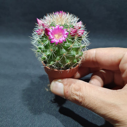 Mini Cactus