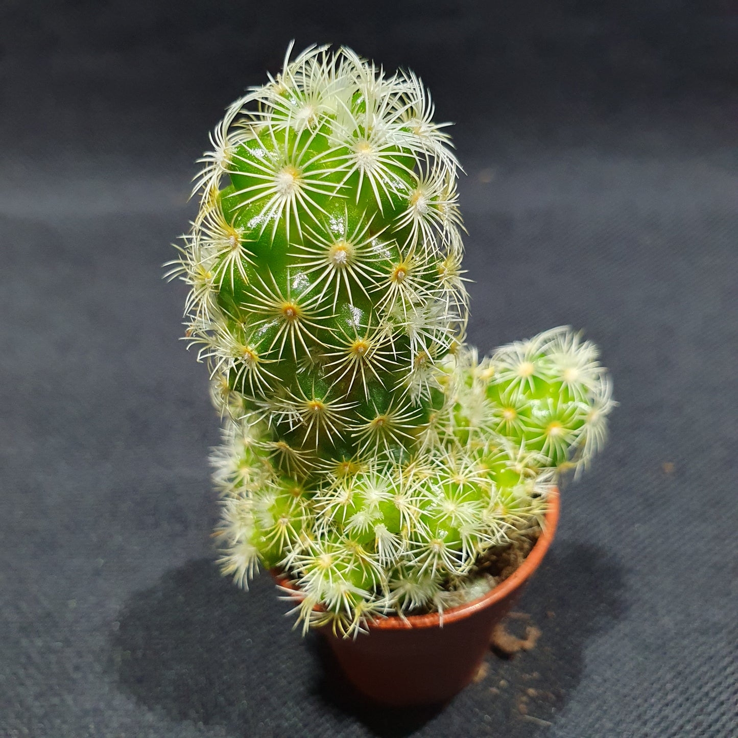 Mini Cactus