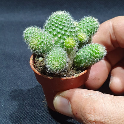 Mini Cactus