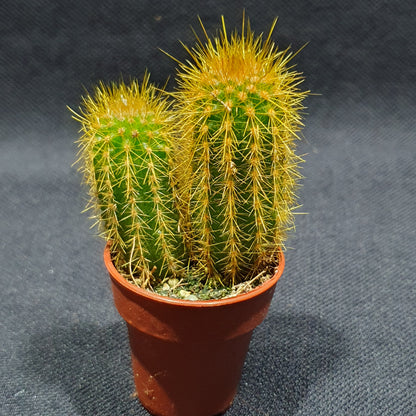 Mini Cactus