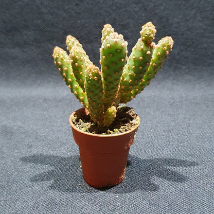 Mini Cactus