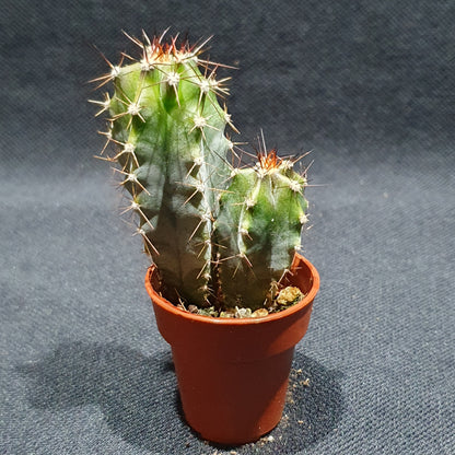 Mini Cactus