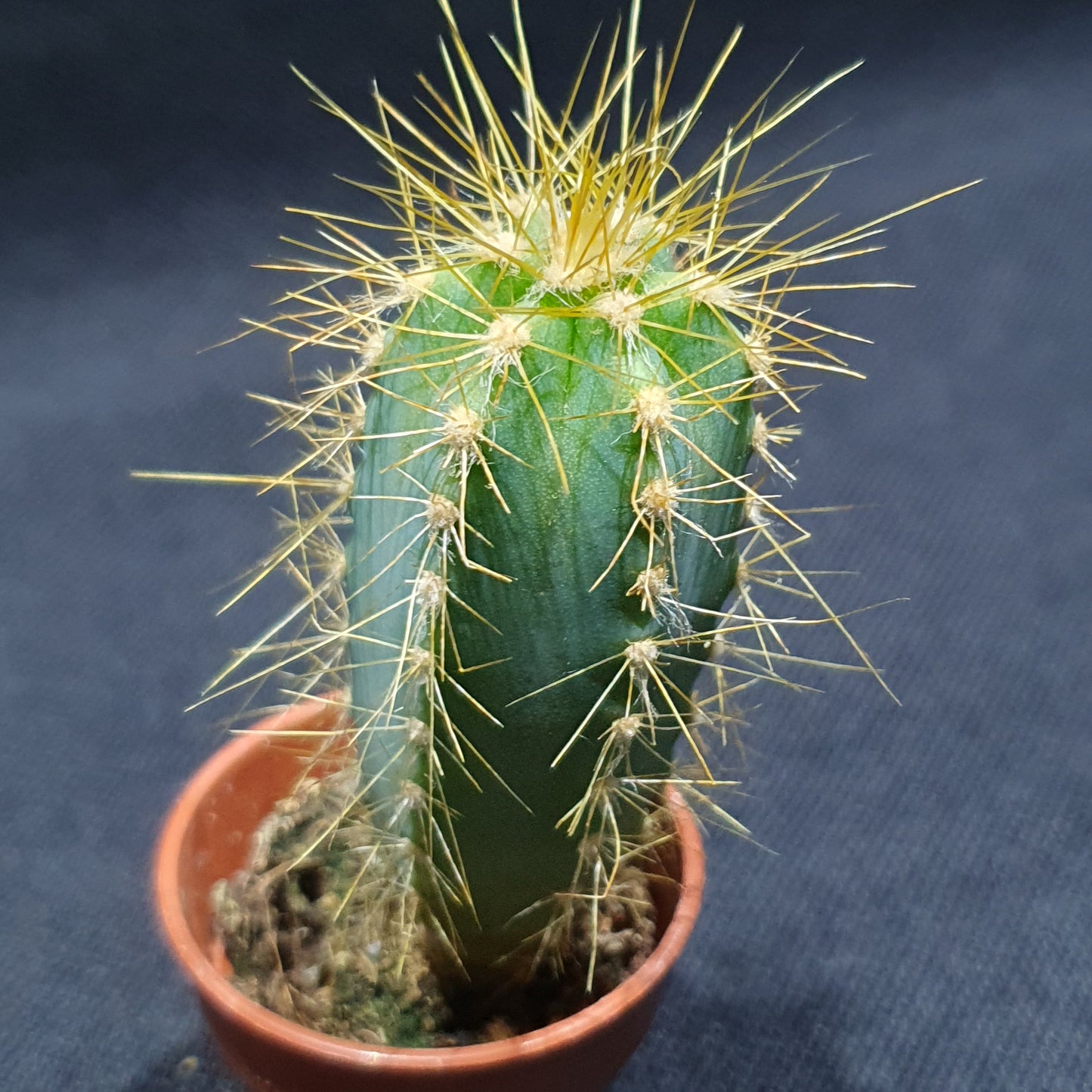 Mini Cactus