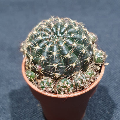 Mini Cactus