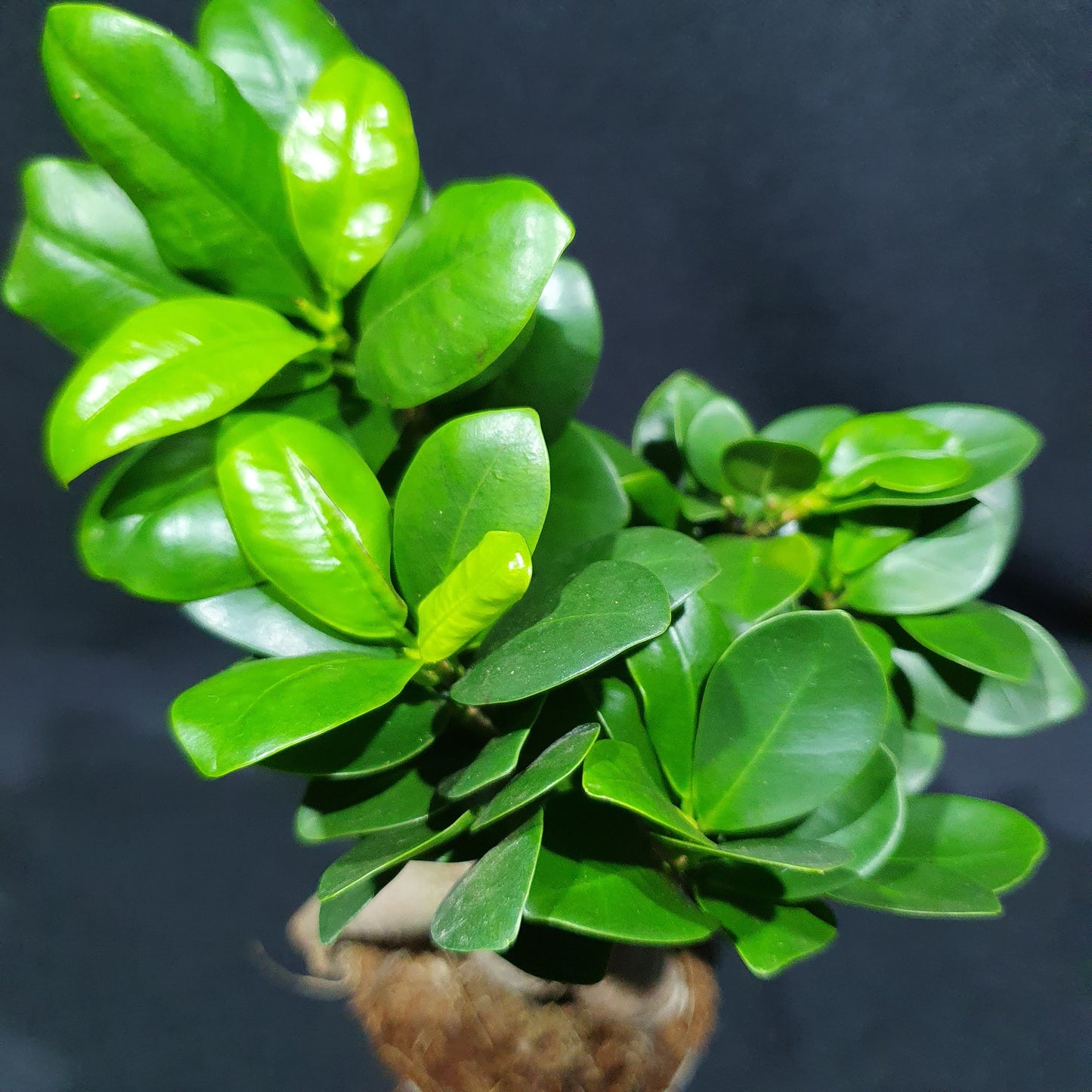 Ficus Microcarpa Ginseng Bonsai - Curtain Fig / Chinese Banyan