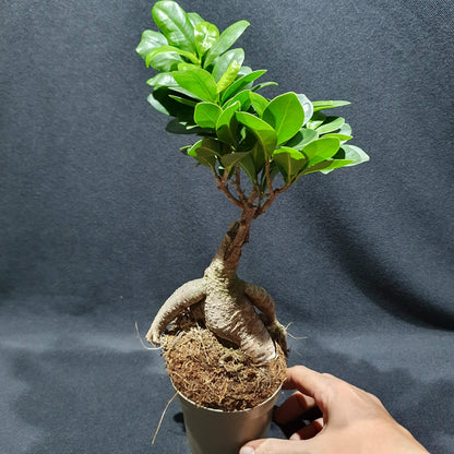 Ficus Microcarpa Ginseng Bonsai - Curtain Fig / Chinese Banyan