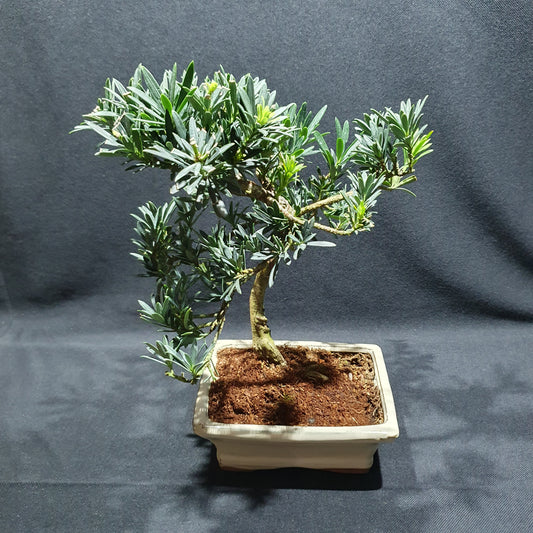 Podocarpus Macrophyllus - Yew Plum Pine Bonsai