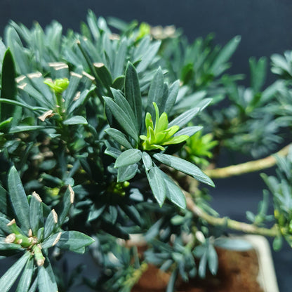 Podocarpus Macrophyllus - Yew Plum Pine Bonsai