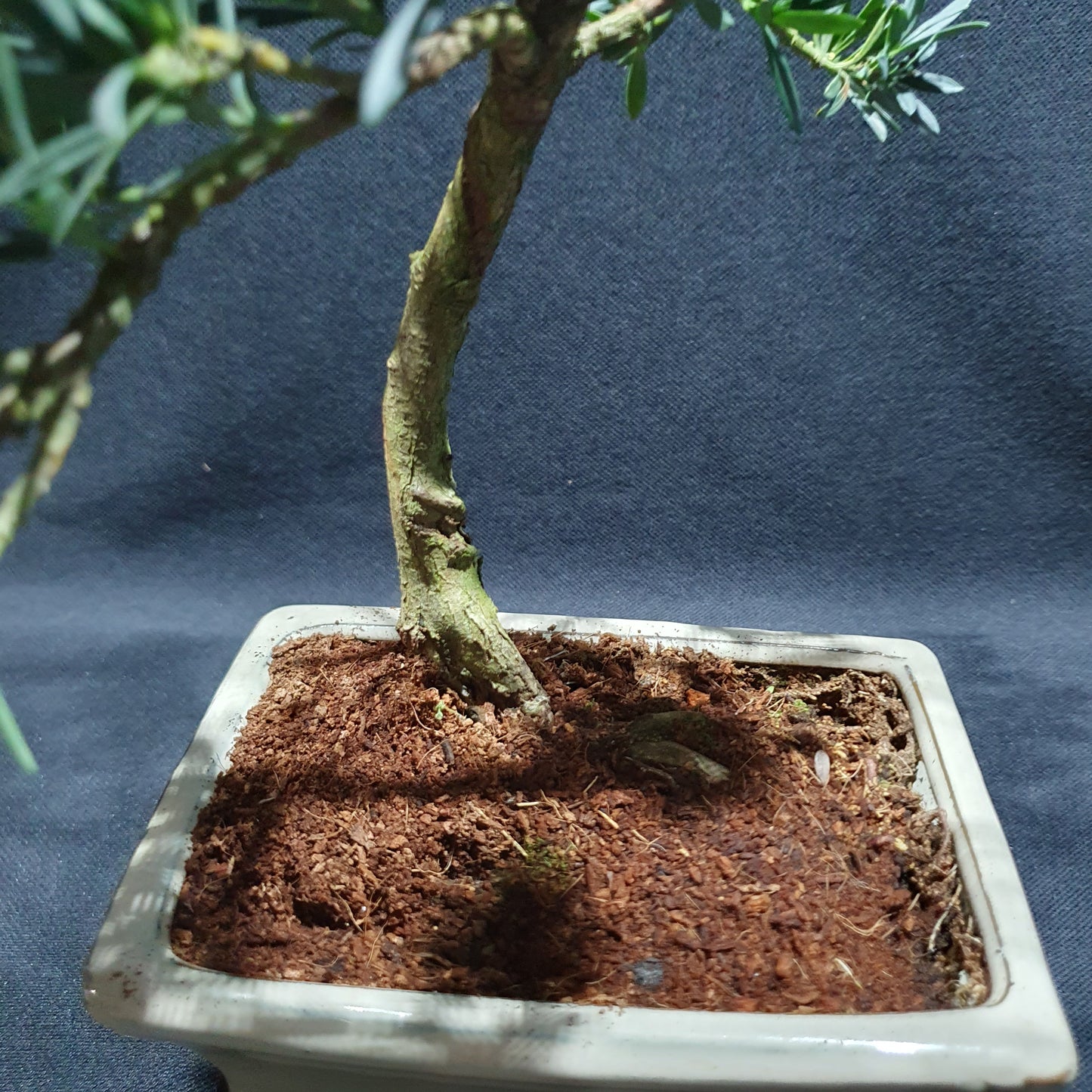 Podocarpus Macrophyllus - Yew Plum Pine Bonsai