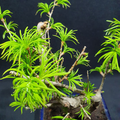 Pseudolarix Amabilis - Golden Larch Bonsai