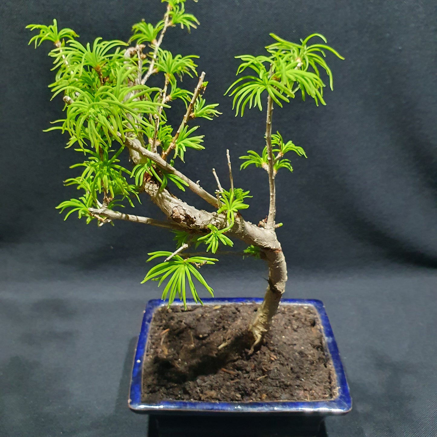 Pseudolarix Amabilis - Golden Larch Bonsai