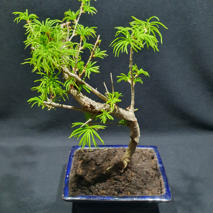 Pseudolarix Amabilis - Golden Larch Bonsai