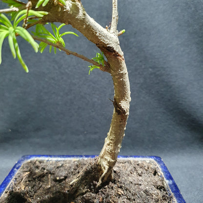 Pseudolarix Amabilis - Golden Larch Bonsai