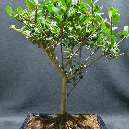 Ilex Crenata - Japanese Holly Bonsai