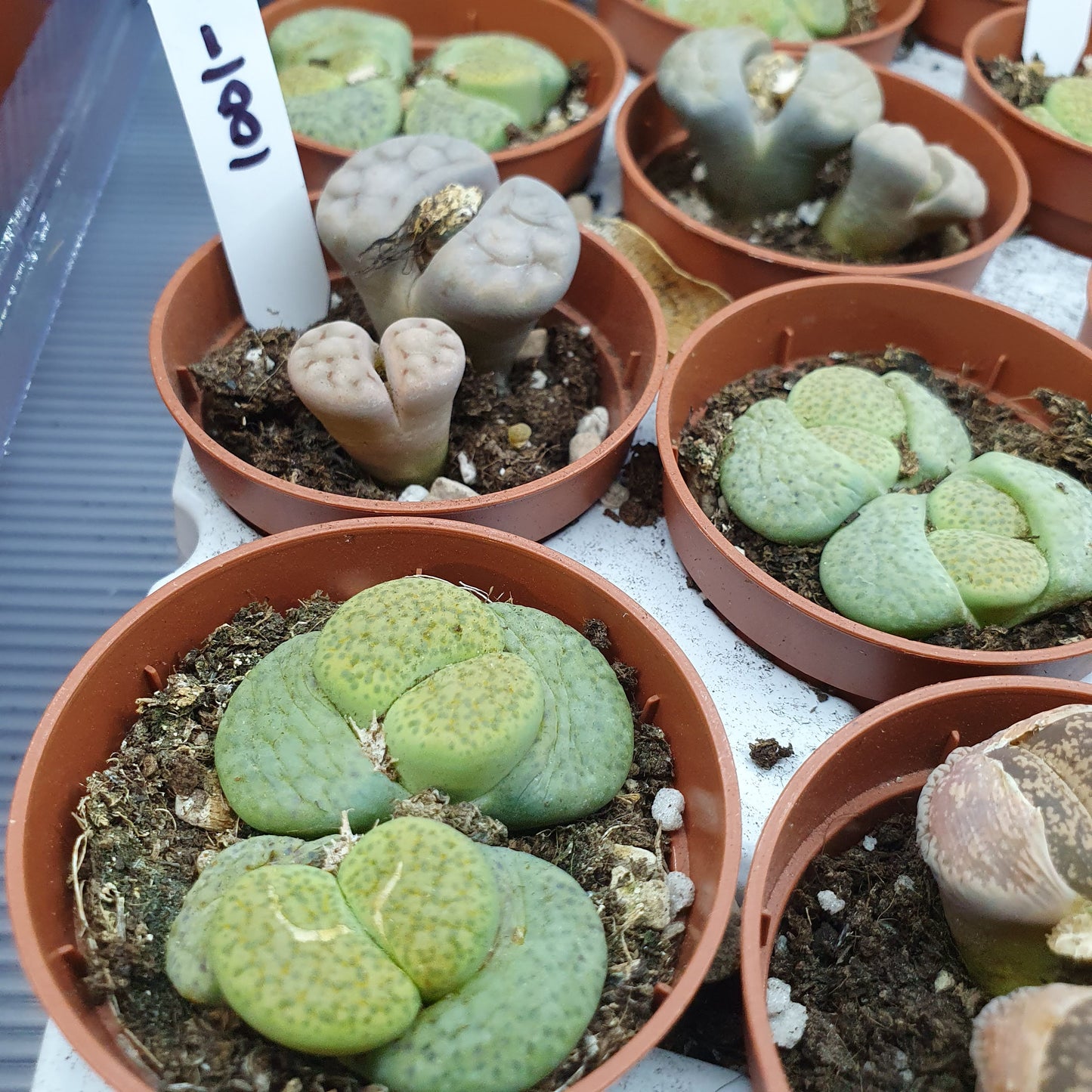 Living Stones - Lithops