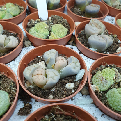 Living Stones - Lithops