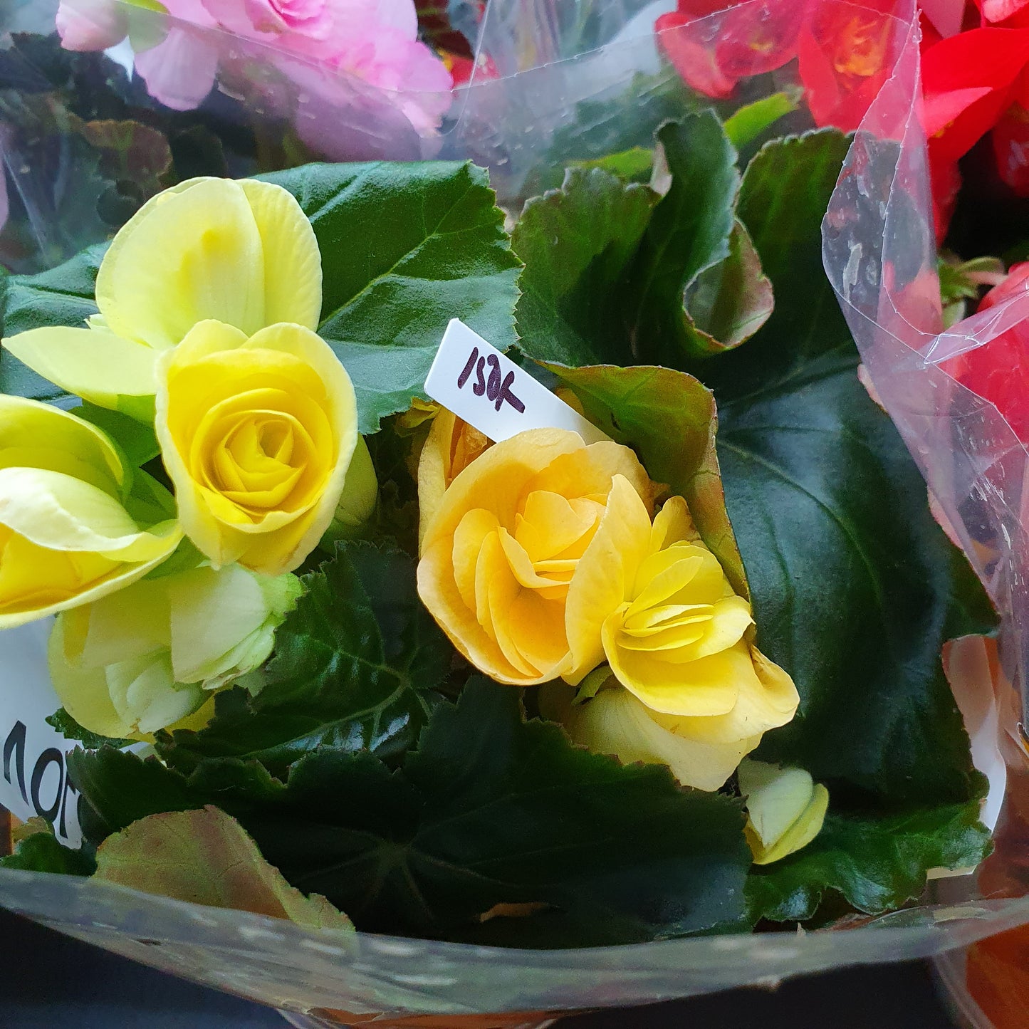 Tuberous Begonia