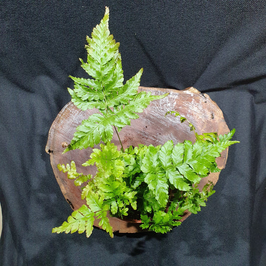 Hard Shield Fern - Polystichum Aculeatum